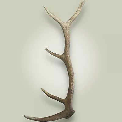 Naturally Shed Elk Antler Rack Single 5 Point Grade A 28  Raghorn Bull Elk • $154