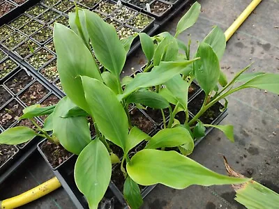 Musa Sp. Jamesonii - 7 Cm Pot Banana Plant • £6
