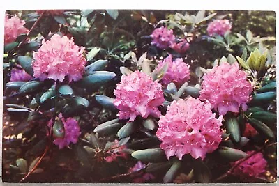 Scenic Rhododendron Bloom Postcard Old Vintage Card View Standard Souvenir Post • $0.50