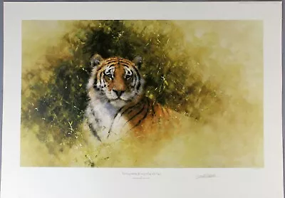 David SHEPHERD Original Limited Edition Print 'Sketch For Painting Of A TIGER' • £275