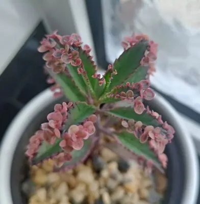 Rare Kalanchoe Pink Butterflies X 20 Plantlets Pups  • £7