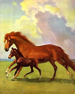  HORSES IN ACTION  Vintage Original Horse Print 1960 • £19.95