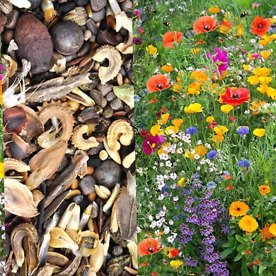 Wildflower 100% Seeds Wild Flowers Garden Bee Scented Meadow Mix No Grass Mixed • £3