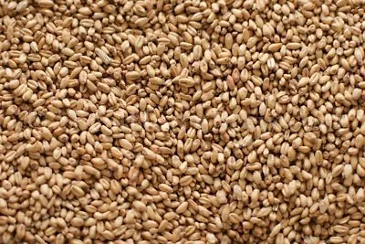 Briess White Wheat Malt 10 Lb For Home Brew Beer Making • $23.10