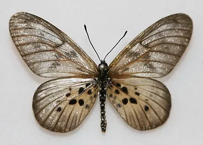 Butterfly X1 Male Acraea Polis (Ghana) • $4.42