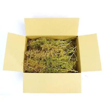 Seafoam Trees Box Mixed Size | Model Scenery • $33.99