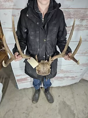 9 Point Mule Deer Antler Horn Rack Wide Tall Taxidermy Mount Decor 148  • $169
