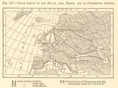 Polar Limits Of Holly Ash Beech & Chamaerops Humilis. Europe. Sketch Map 1886 • £7
