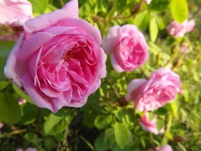 Rose De Mai From  La Provence !)) % Pure 15 ML. • $14.35