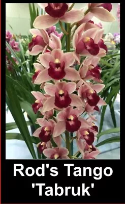 $18 • Buy OoN Cymbidium Orchid Rod's Tango 'Tabruk' 68mm SLC  NEW MAY 2023