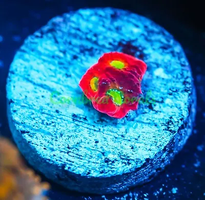 Cornbred's Jelly Bean Favia - Frag - LIVE CORAL • $29.99