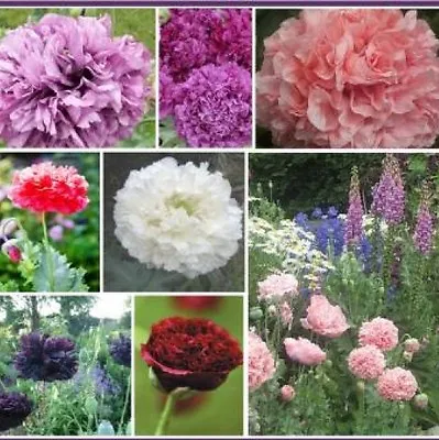 £1.48 • Buy 100 Double Poppy Peony Mix Flower Seeds Free Shipping Fresh Seed