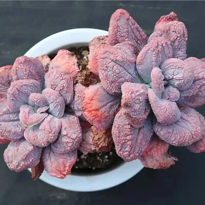 Echeveria Linguas Succulent Seeds X40 • $19.95