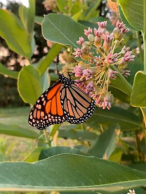 Common Milkweed Monarch Butterfly Host Free Shipping ~100+ Seeds • $4