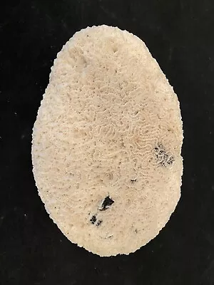 Natural Large Brain Coral White 10 X7 X 3 1/2  3 Lbs 13oz • $75