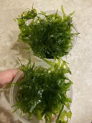 2oz Cup Full Subwassertang (Round Pellia Moss )live Plant • $4.99