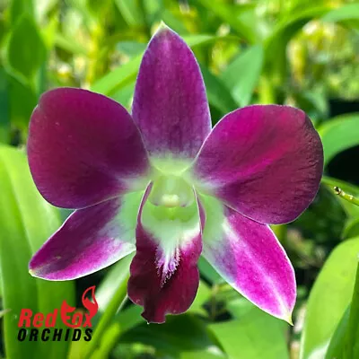 $11.50 • Buy RFO Dendrobium Earsakul