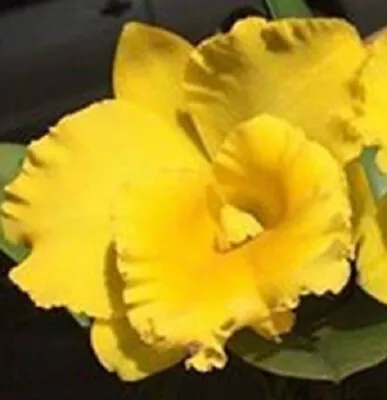 $30 • Buy Orchid Cattleya Thong Supan 'Pure Yellow' X C. Golden Diamond