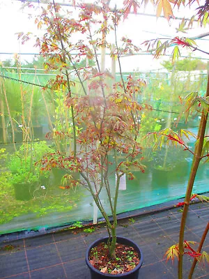 6ft-6.5ft  (inc.pot) 25litre JAPANESE MAPLE Acer Palmatum Osakazuki • £179.99