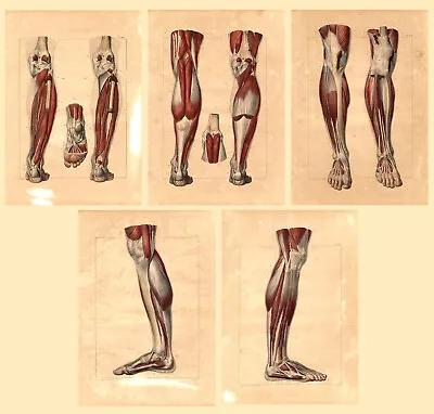 5 Medical Anatomy Antique Prints-MUSCLES OF THE LEG-BOURGERY-Jacob-Benard-1831 • $274.50