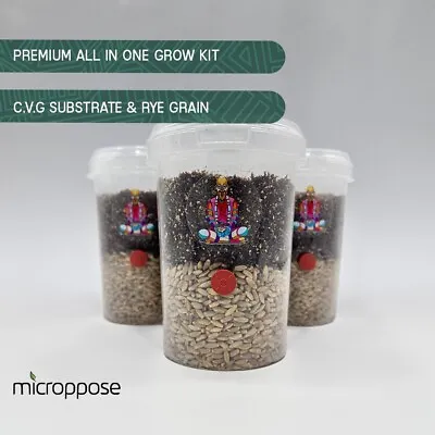 Premium All-In-One Mushroom Grow Bag Kit 1KG Rye Grain Spawn & CVG Substrate X3 • £13.99