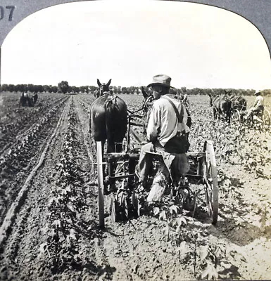 Keystone Stereoview Horse Drawn Cultivator Phoenix AZ Of Education Set #207 T2 • $4.99