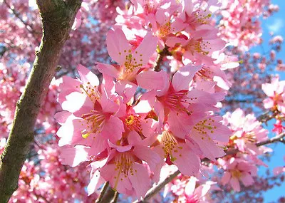 2 Okame Flowering Cherry Tree 2.5  Pot • $14.95