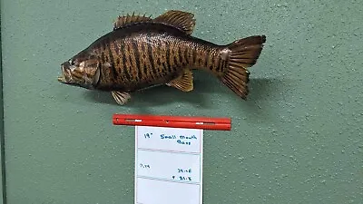 Beautiful Real Skin 19” Small Mouth Bass Taxidermy Wall Mount Art Wildlife • $350