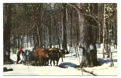 Collecting Maple Sugar Postcard Oxen Snow  • $1.99