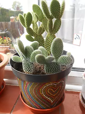 £5.99 • Buy CACTI Opuntia Microdasys Cuttings/Pads. 2 X Pads. 1 White & 1 Red. Plants U K.
