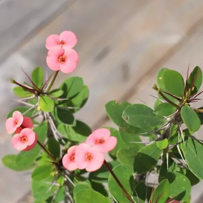 Euphorbia Millii 'pale Pink' - Crown Of Thorns Pale Pink - Live Plant • $21