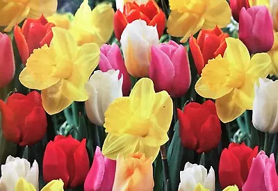 Tulip Daffodil Mix Bulbs | Prechilled | Ready To Bloom Indoors Or Outdoors • $11.89