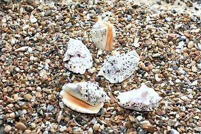 Silverlip Conch Assorted Mixed Sea Shells 100g Mixed Size Please Read Descriptio • £3.49