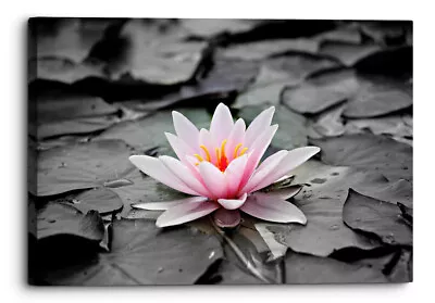 Water Lily Floral Flower Pink Grey Canvas Print Wall Art Picture Home Decoration • £12.59