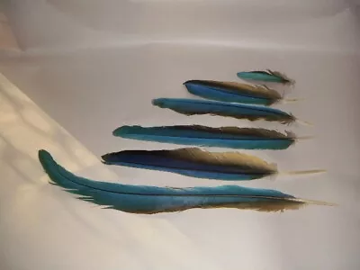 6 Blue & Gold Macaw Feathers 18  & Under Yellow Large Bird Naturally Molted • $140