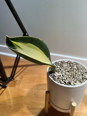 Sansevieria Whale Fin Mediopicta • $39.99