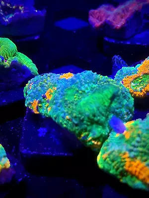 WYSIWYG Orange Crush Acan Echinata Colony Multicolor Live Coral LPS SPS HG Zoa • $39.99