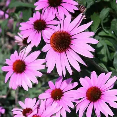 Echinacea (Prairie Splendor Deep Rose) - 15 Seeds - Tasmanian Seller • $3.40