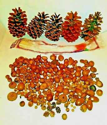 Real Pine Cones And Acorns Various Sizes For Craft Decorations Wreaths MIXED LOT • $9.99