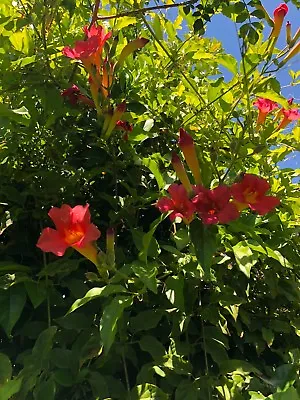 Organic Live USA Scarlet Trumpet Vine Amphilophium Buccinatorium Cuttings • $13.95