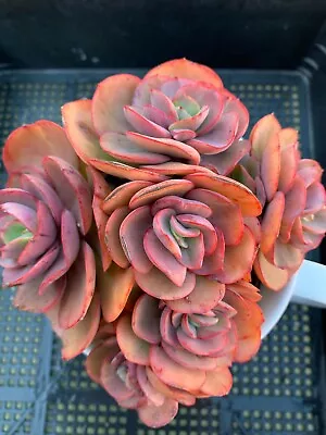 Succulent CUTTING - Echeveria Suyon • $6