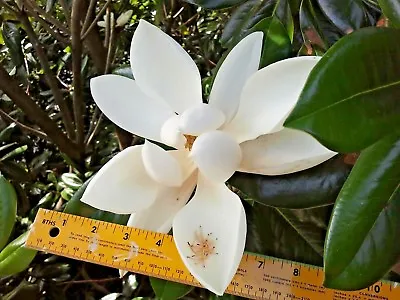 12 POCONO SOUTHERN MAGNOLIA SEEDS - Magnolia Grandiflora   Poconos    • £4.75