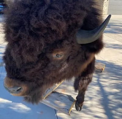 Bison /buffalo  Trophy Bull Full Body Mount Taxidermy Museum Quality • $5000