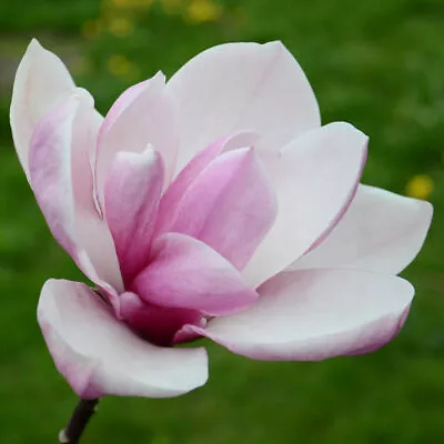 MAGNOLIA Tiketare 2 EXTRA LARGE SEEDS Tree Tulip Saucer PINK WHITE Organic Bio • £9.99