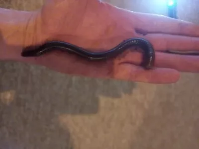 Giant Millipedes Youngsters 5cm Plus X5. Reptile Live Food.  • £20