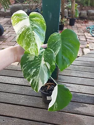 Variegated Monstera Deliciosa Borsigiana Variegata Albo Aroid Established #1 • $70