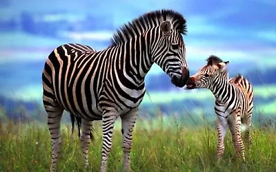  Wild Animals Zebra Photography Poster Home Decor Online • $16.88