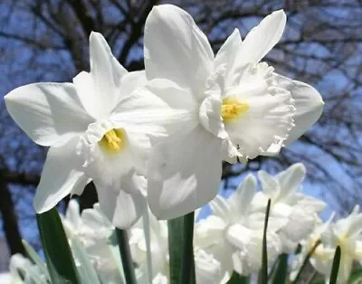 32 White Daffodil Bulbs | Ice Follies | Large Blooms | Naturalize | Deer Resist • $29.99