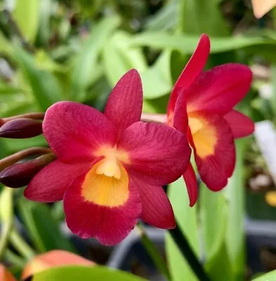 Ctna. Why Not Orchid Plant Red • $12.50