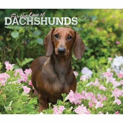 For The Love Of Dachshunds Deluxe Calendar 2024 - Dogs - Month To View • £8.98